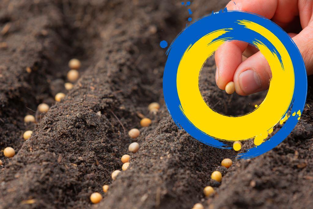 Se mantiene la siembra sin poder garantizar los resultados de la cosecha