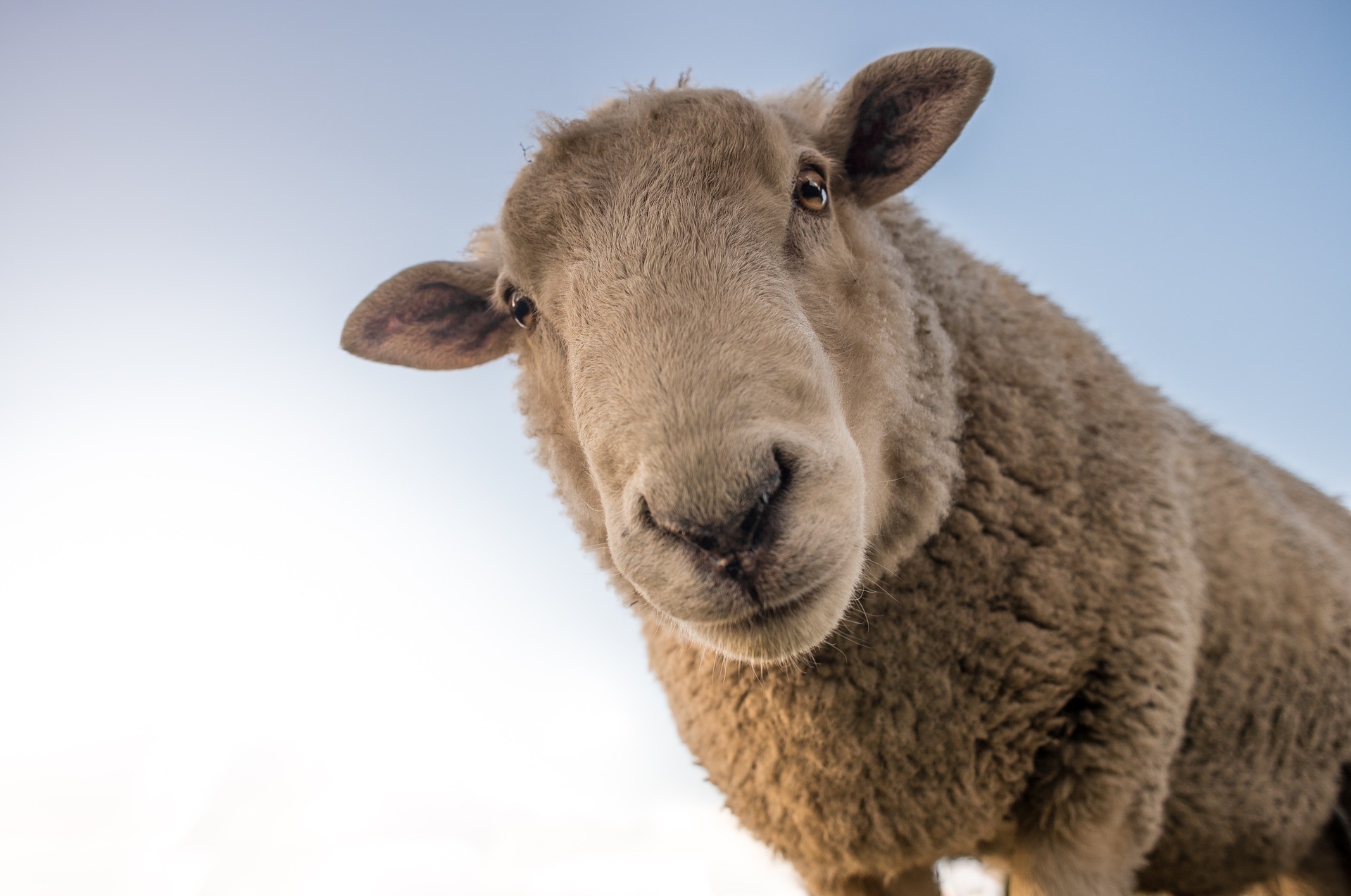 La contribución de la industria de alimentación y bebidas a la España Vaciada