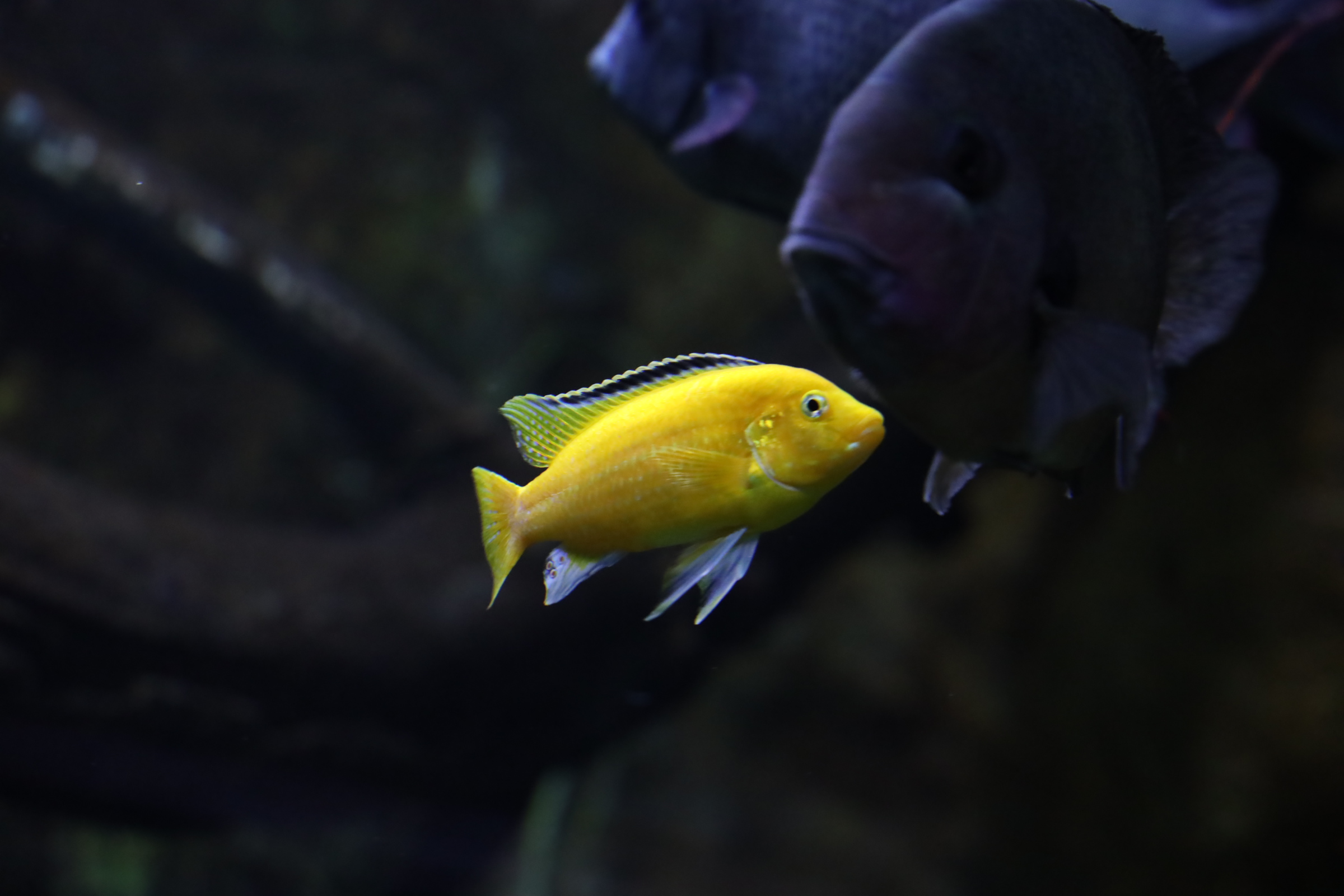 Ebocracia: Alto compromiso de equipos